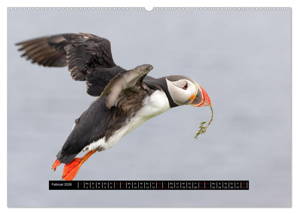 Vögel auf Island (CALVENDO Premium Wandkalender 2026)