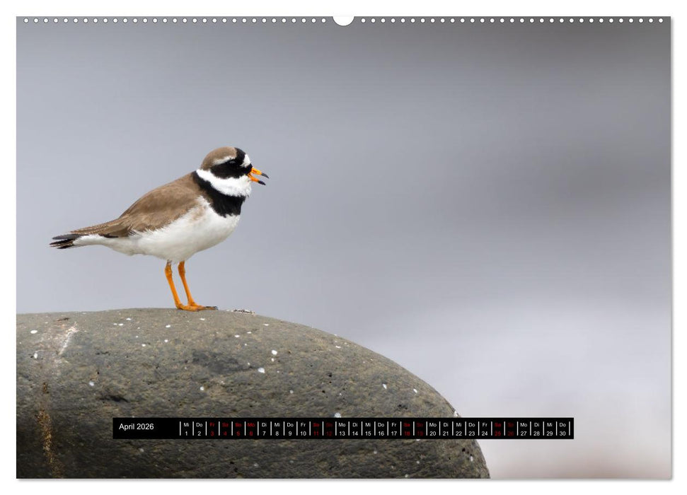 Vögel auf Island (CALVENDO Premium Wandkalender 2026)