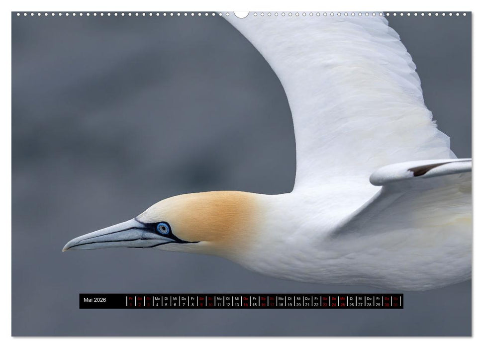 Vögel auf Island (CALVENDO Premium Wandkalender 2026)
