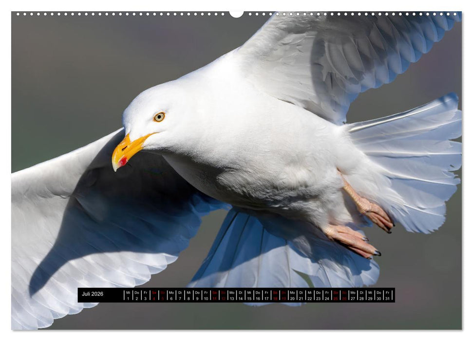 Vögel auf Island (CALVENDO Premium Wandkalender 2026)