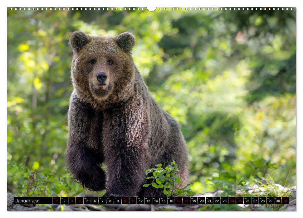 Lautlos in den Wäldern Sloweniens (CALVENDO Premium Wandkalender 2026)