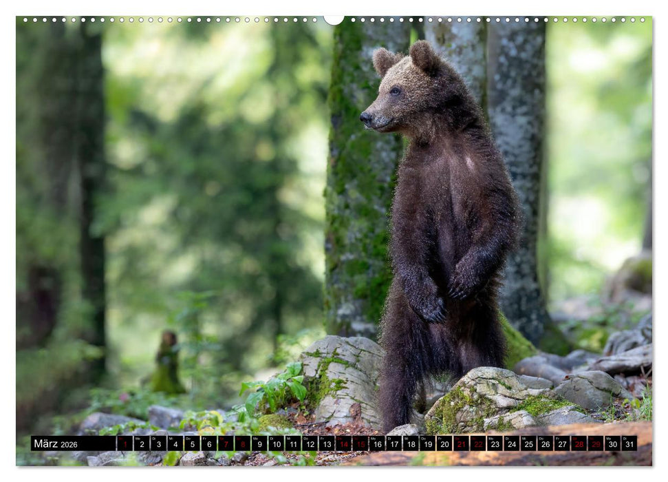 Lautlos in den Wäldern Sloweniens (CALVENDO Premium Wandkalender 2026)