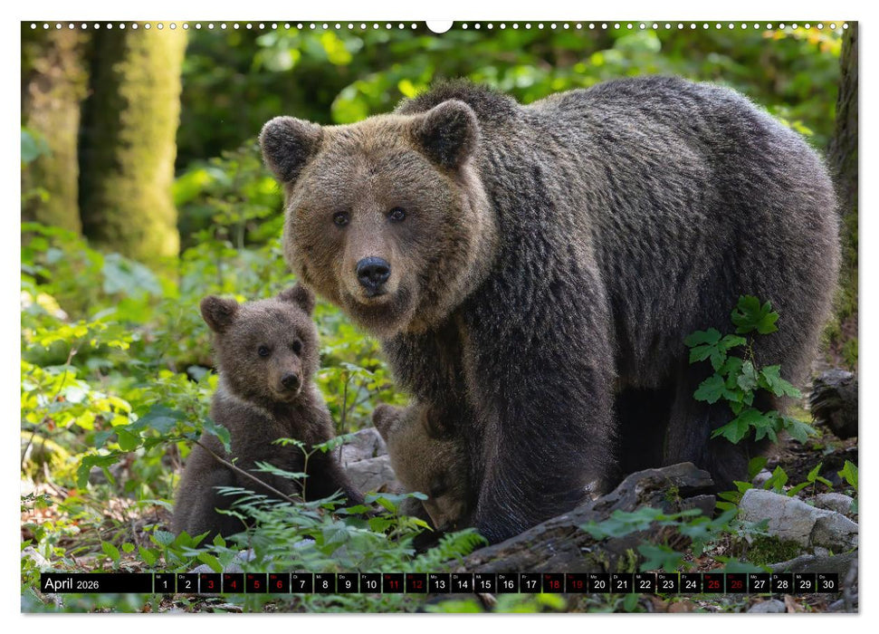 Lautlos in den Wäldern Sloweniens (CALVENDO Premium Wandkalender 2026)