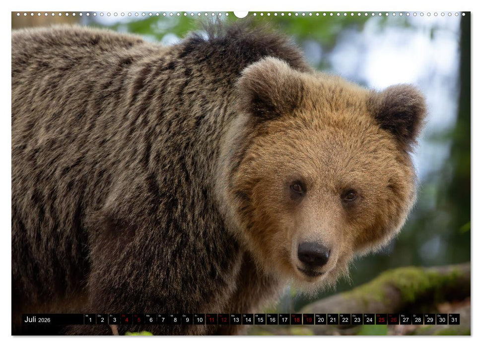 Lautlos in den Wäldern Sloweniens (CALVENDO Premium Wandkalender 2026)