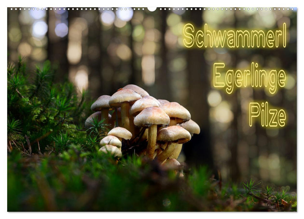 Schwammerl Egerlinge Pilze (CALVENDO Wandkalender 2026)