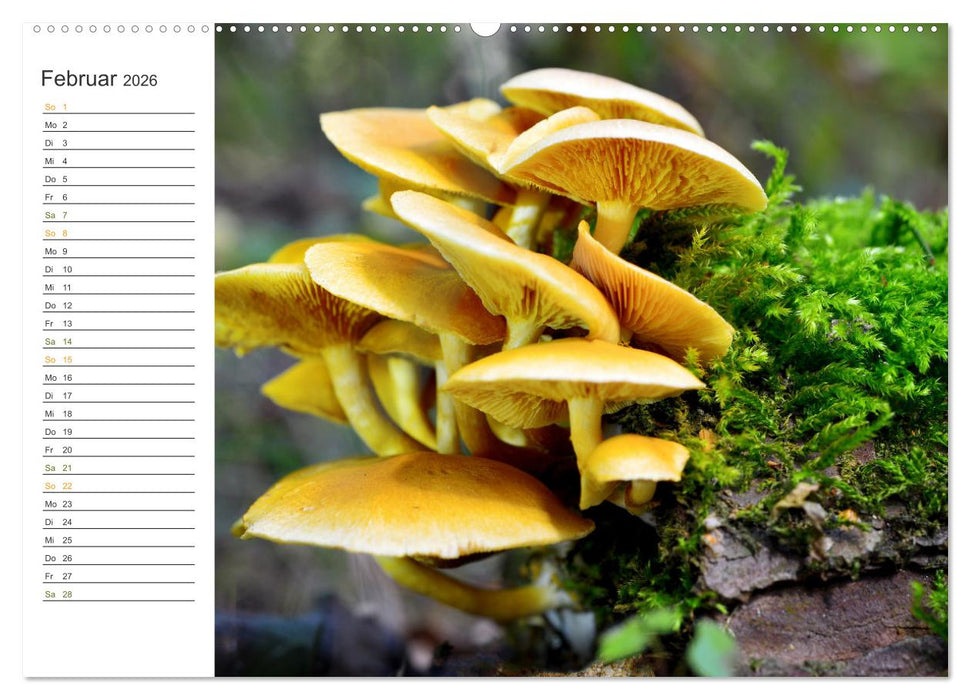 Schwammerl Egerlinge Pilze (CALVENDO Wandkalender 2026)