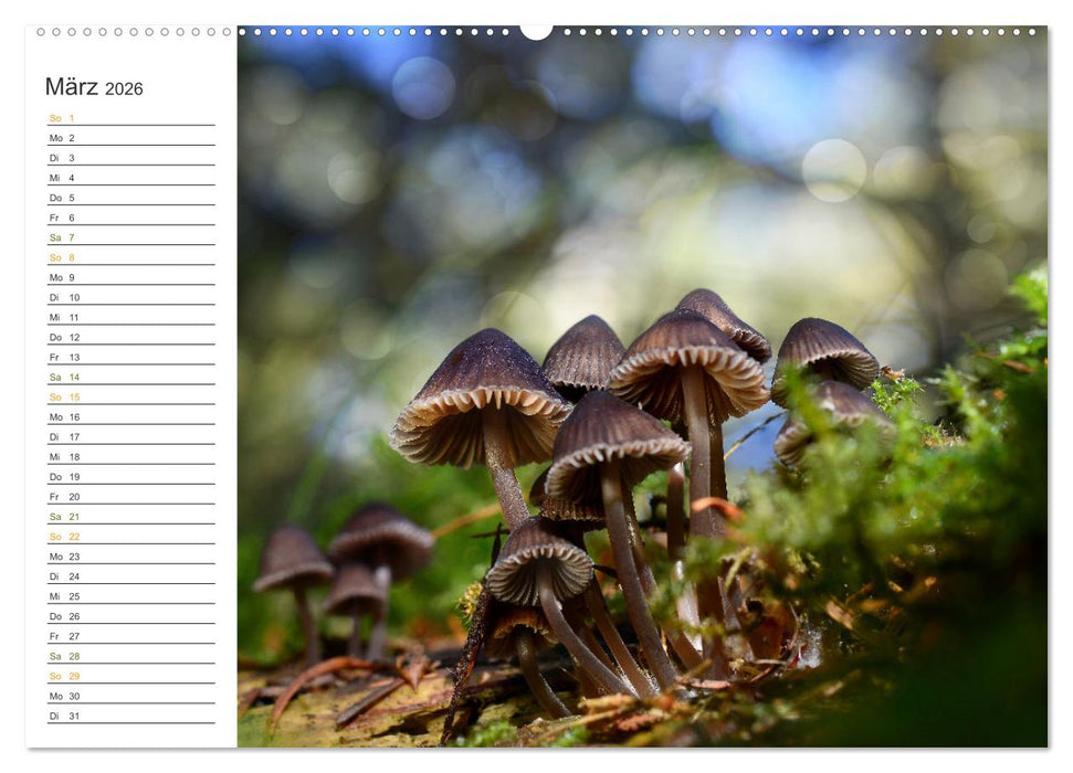 Schwammerl Egerlinge Pilze (CALVENDO Wandkalender 2026)