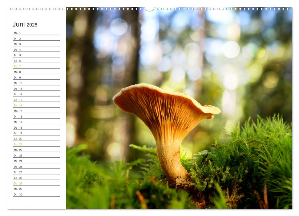 Schwammerl Egerlinge Pilze (CALVENDO Wandkalender 2026)