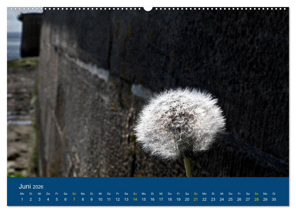 Die Nordmole in Wilhelmshaven. Historisches Relikt und Lieblingsort. (CALVENDO Premium Wandkalender 2026)