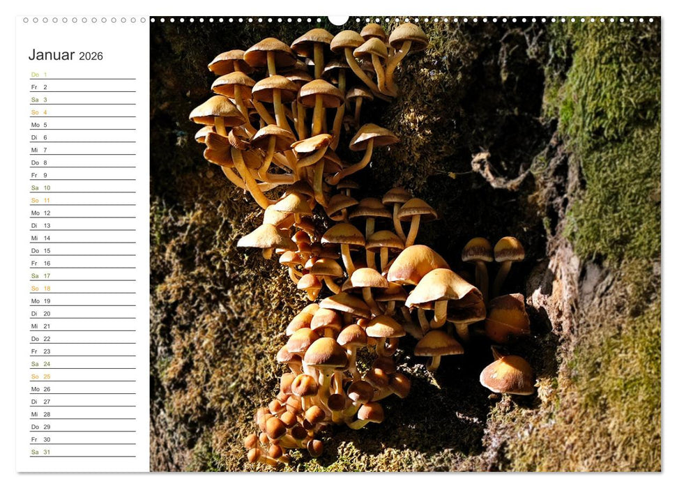 Schwammerl Egerlinge Pilze (CALVENDO Premium Wandkalender 2026)