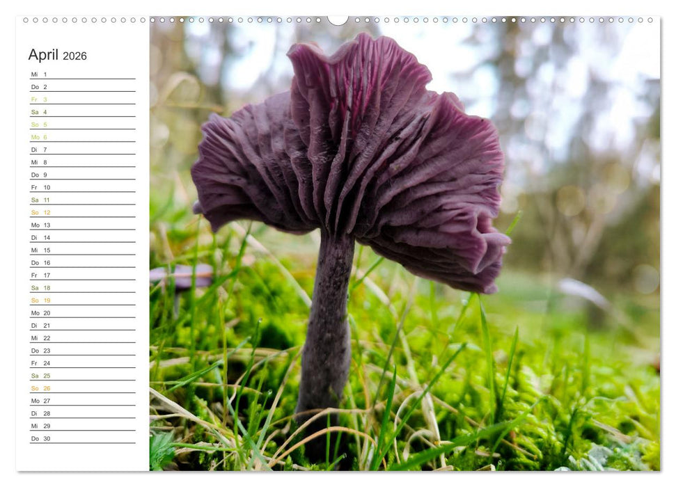 Schwammerl Egerlinge Pilze (CALVENDO Premium Wandkalender 2026)