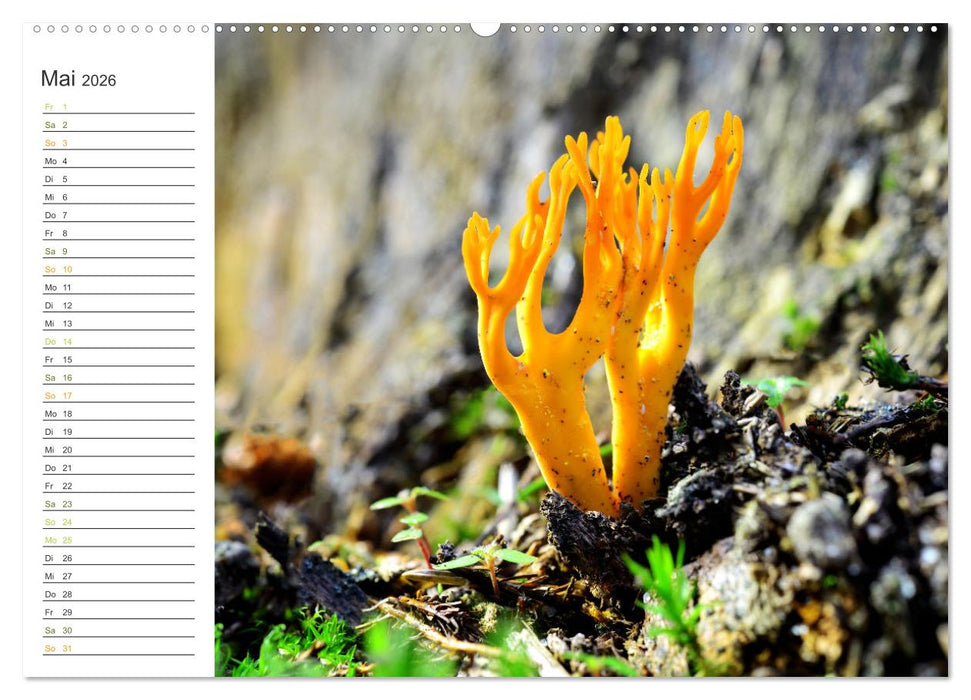 Schwammerl Egerlinge Pilze (CALVENDO Premium Wandkalender 2026)