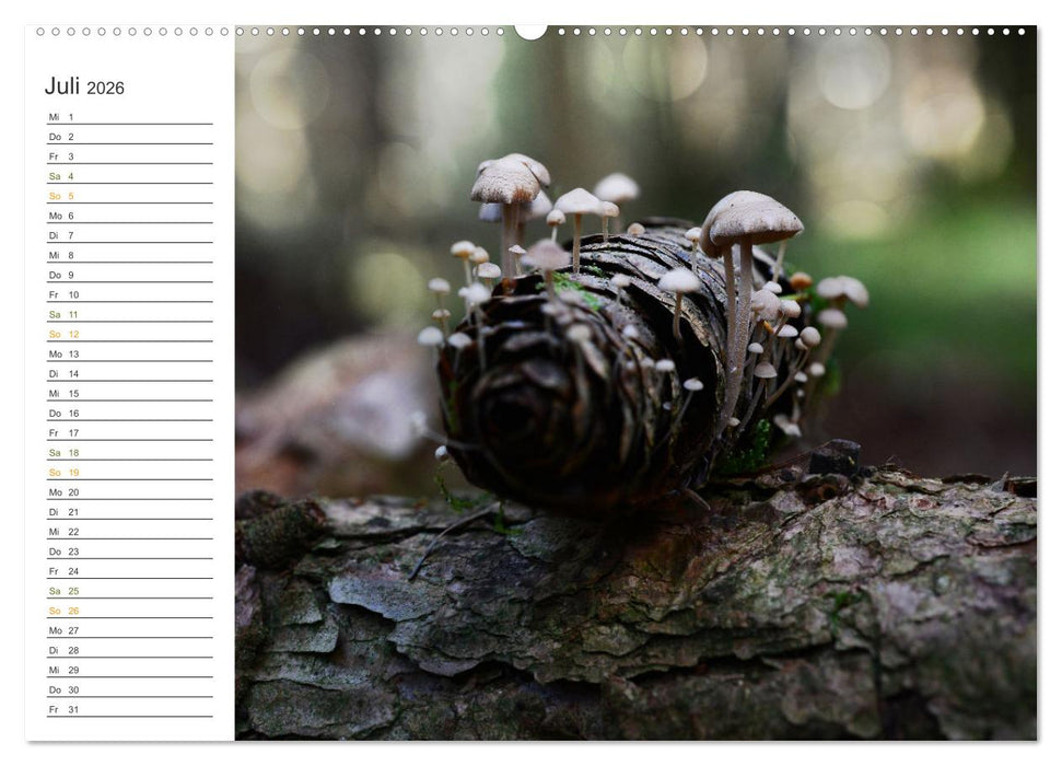 Schwammerl Egerlinge Pilze (CALVENDO Premium Wandkalender 2026)