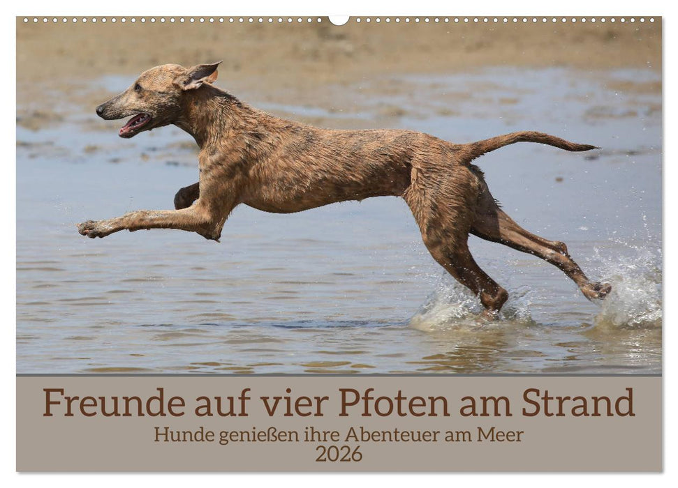 Freunde auf vier Pfoten am Strand (CALVENDO Wandkalender 2026)
