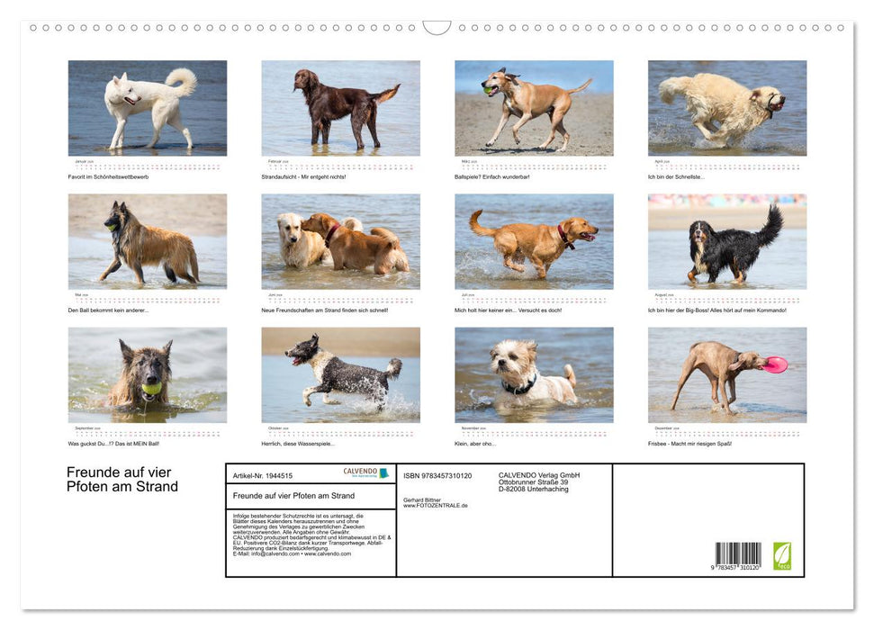 Freunde auf vier Pfoten am Strand (CALVENDO Wandkalender 2026)