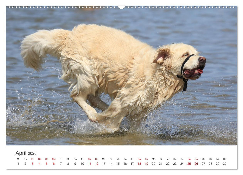 Freunde auf vier Pfoten am Strand (CALVENDO Wandkalender 2026)