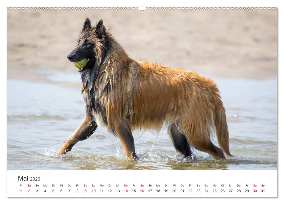 Freunde auf vier Pfoten am Strand (CALVENDO Wandkalender 2026)