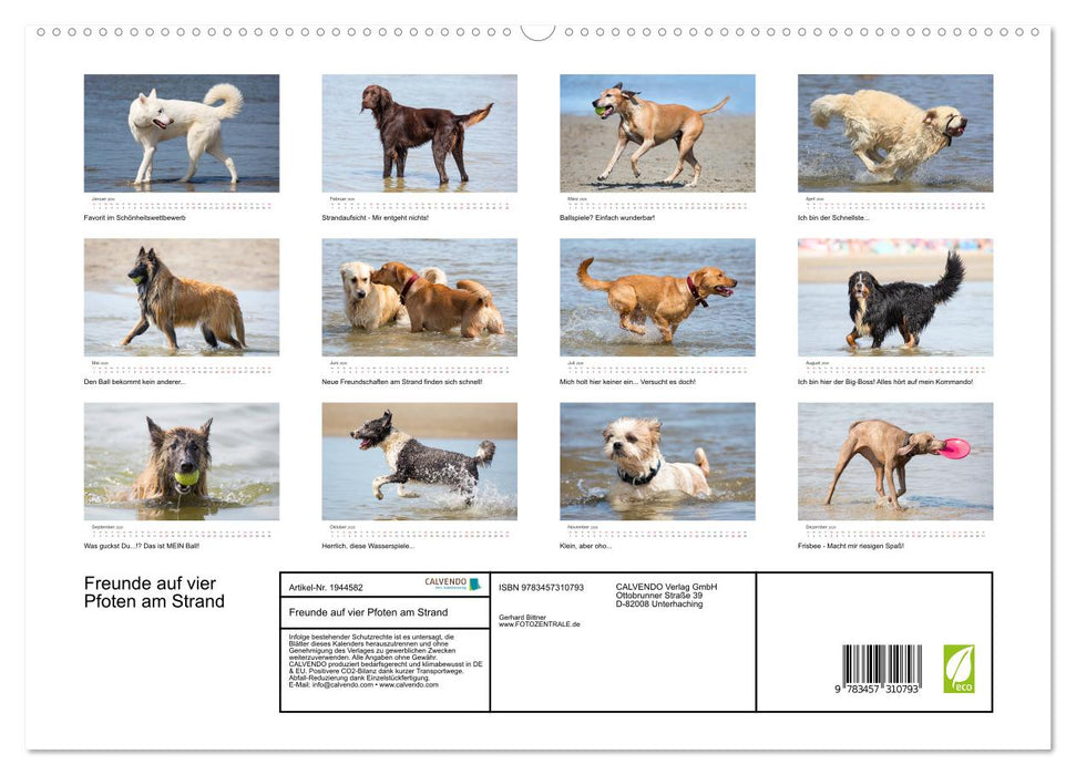 Freunde auf vier Pfoten am Strand (CALVENDO Premium Wandkalender 2026)