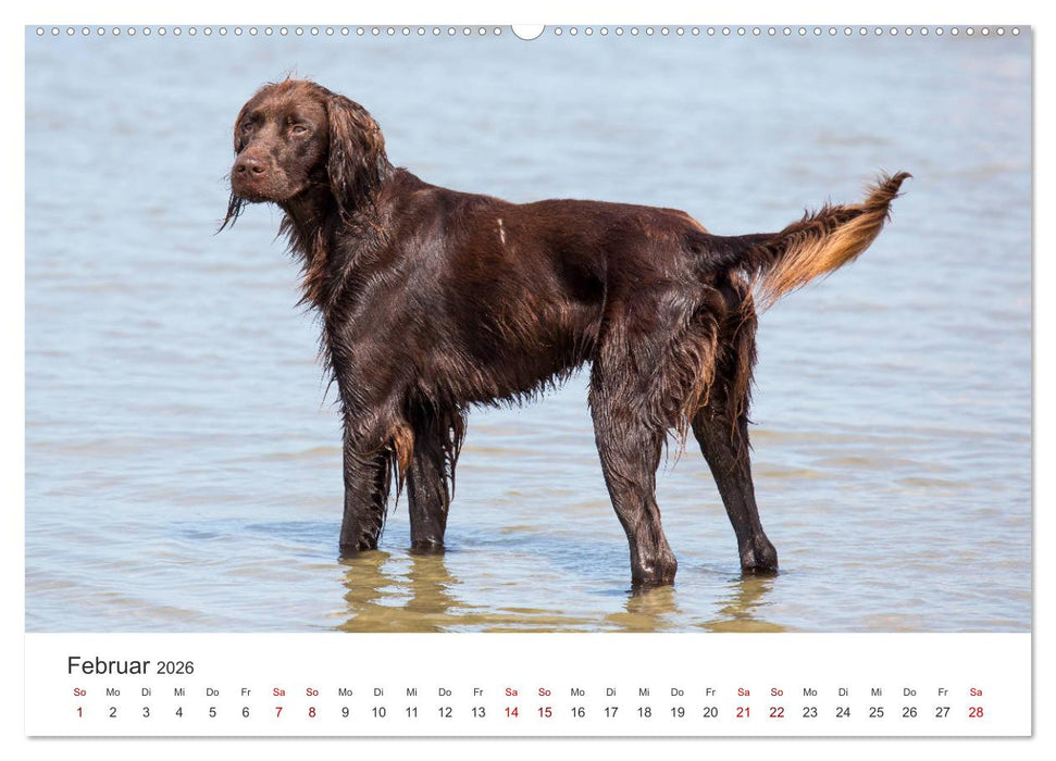 Freunde auf vier Pfoten am Strand (CALVENDO Premium Wandkalender 2026)