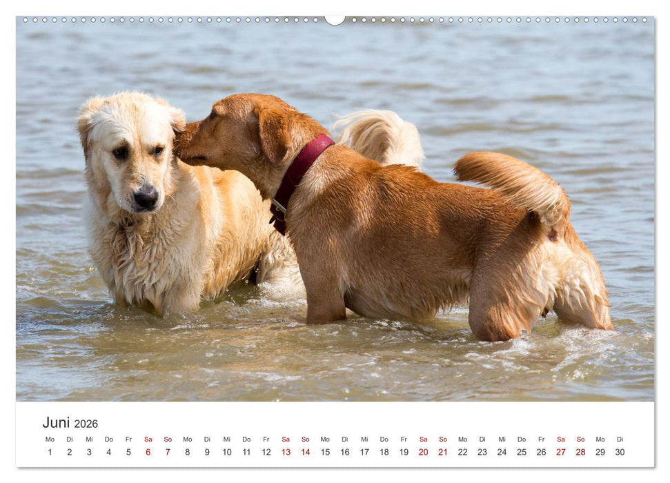 Freunde auf vier Pfoten am Strand (CALVENDO Premium Wandkalender 2026)
