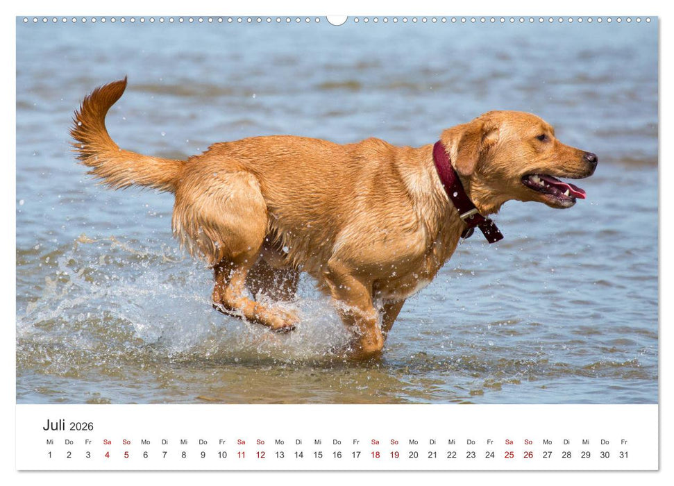 Freunde auf vier Pfoten am Strand (CALVENDO Premium Wandkalender 2026)