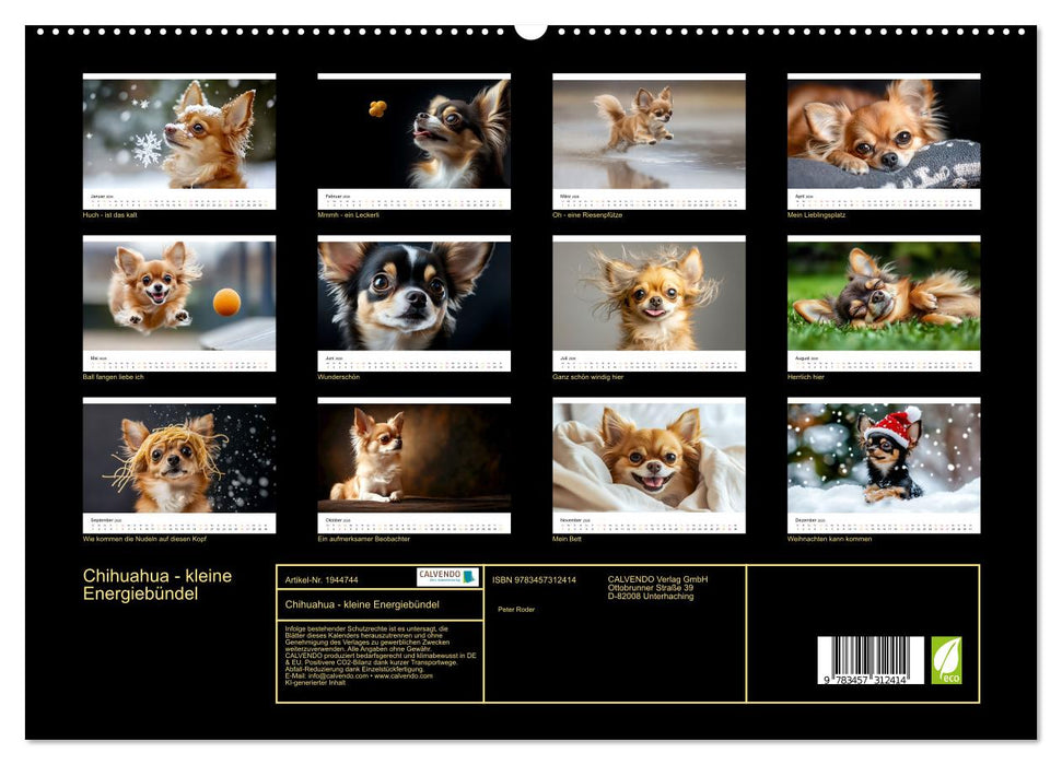 Chihuahua - kleine Energiebündel (CALVENDO Premium Wandkalender 2026)