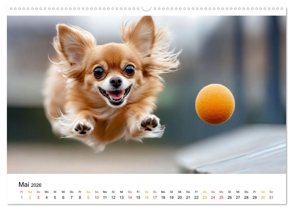 Chihuahua - kleine Energiebündel (CALVENDO Premium Wandkalender 2026)