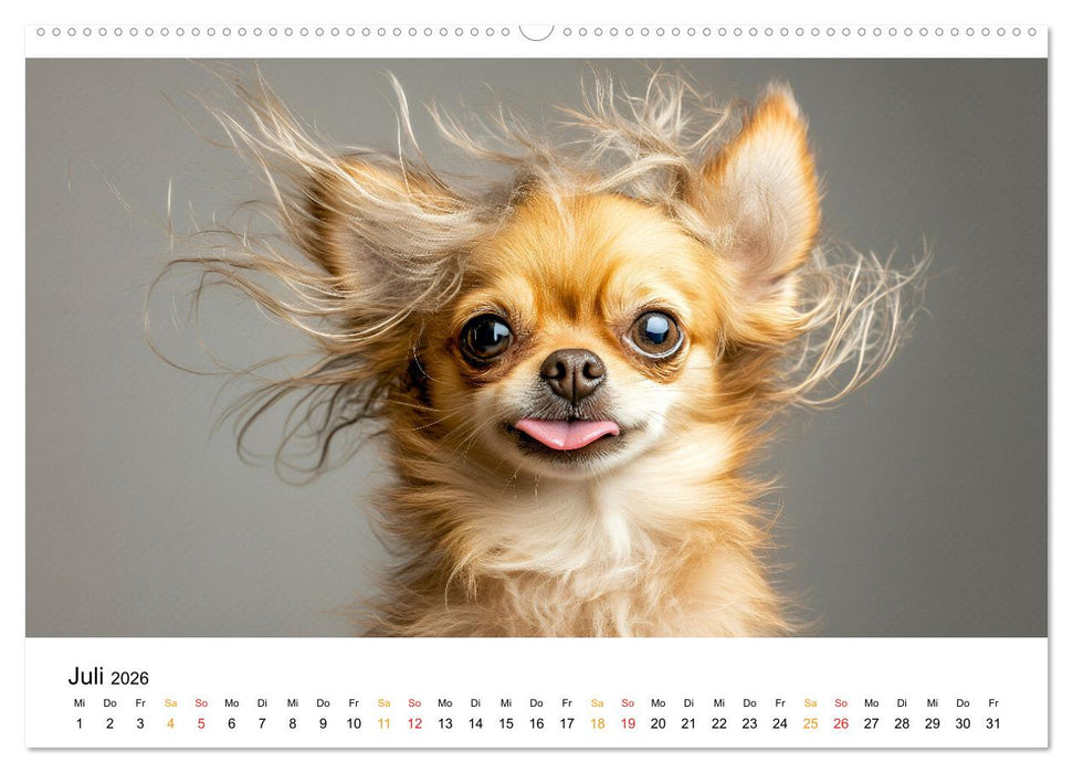 Chihuahua - kleine Energiebündel (CALVENDO Premium Wandkalender 2026)