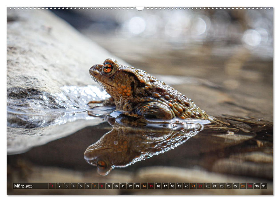 Naturparadies Allgäu - Von Oberstdorf bis Füssen (CALVENDO Premium Wandkalender 2026)