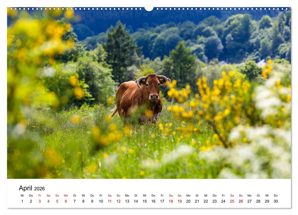 Westfeld-Ohlenbach im Wechsel der Jahreszeiten (CALVENDO Wandkalender 2026)