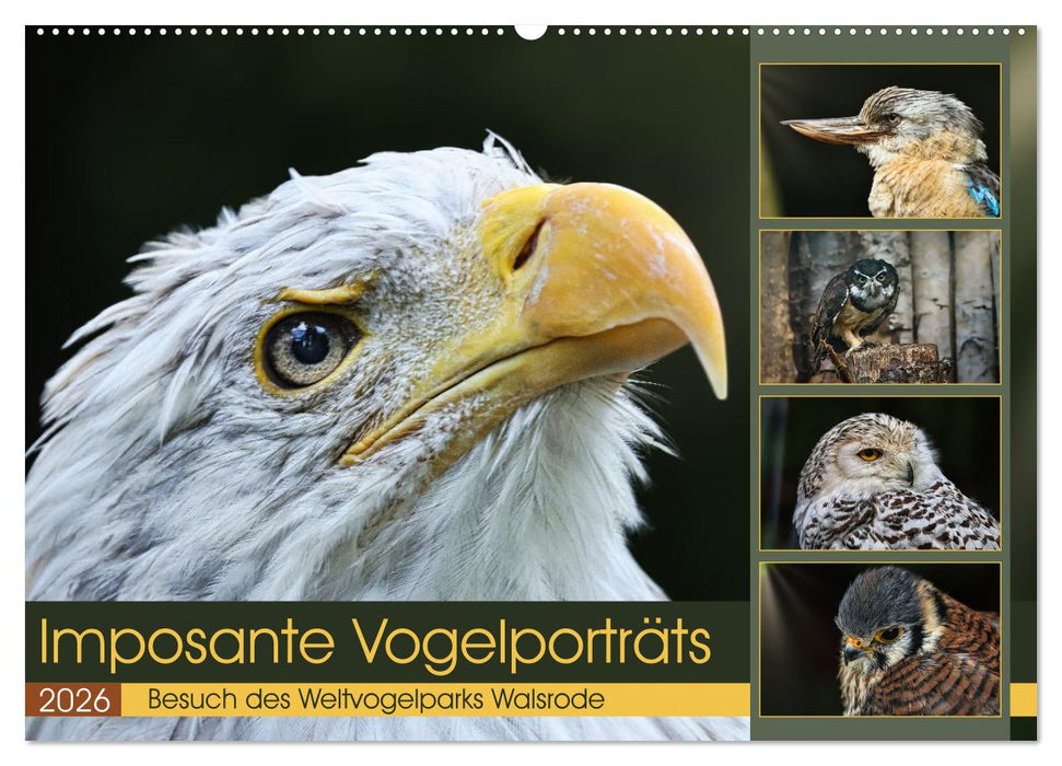 Imposante Vogelporträts (CALVENDO Wandkalender 2026)