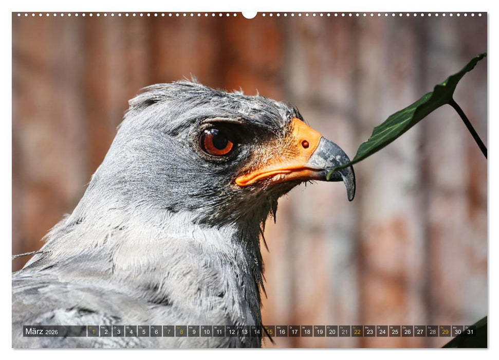 Imposante Vogelporträts (CALVENDO Wandkalender 2026)