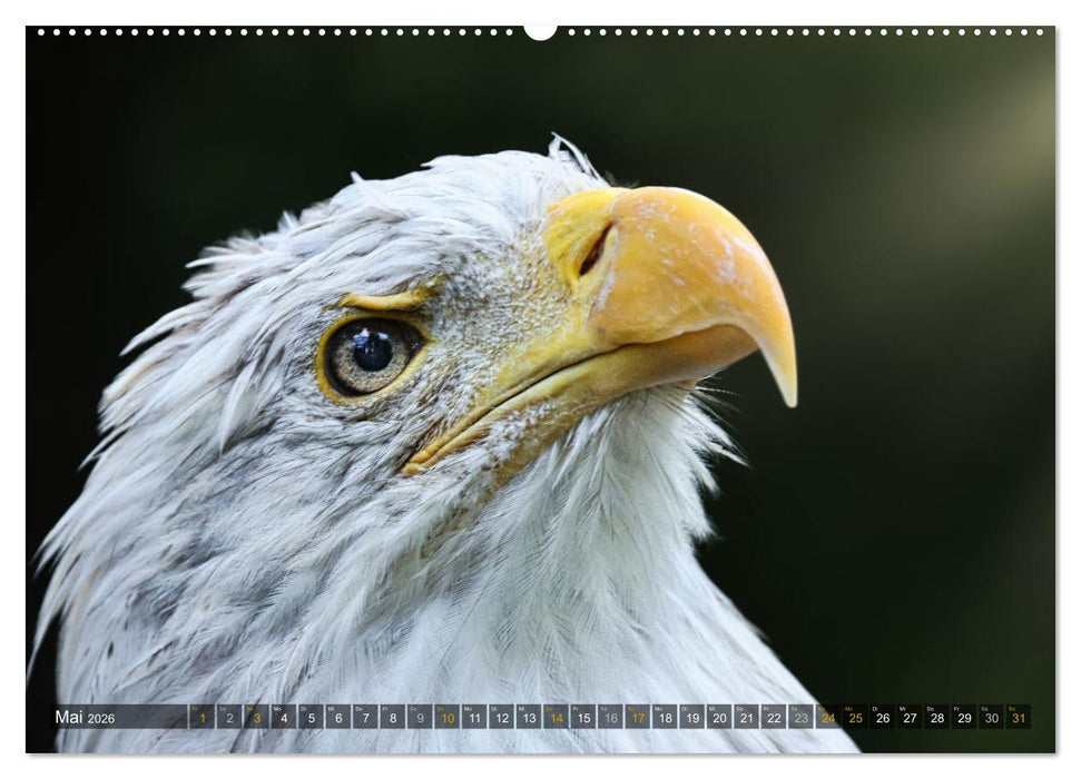 Imposante Vogelporträts (CALVENDO Wandkalender 2026)