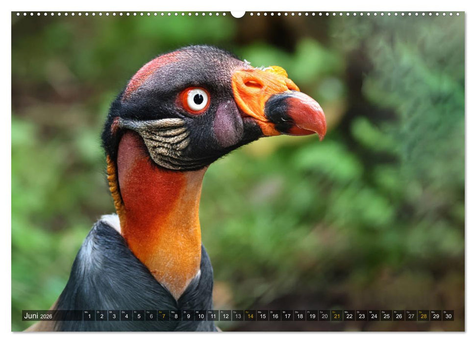 Imposante Vogelporträts (CALVENDO Wandkalender 2026)