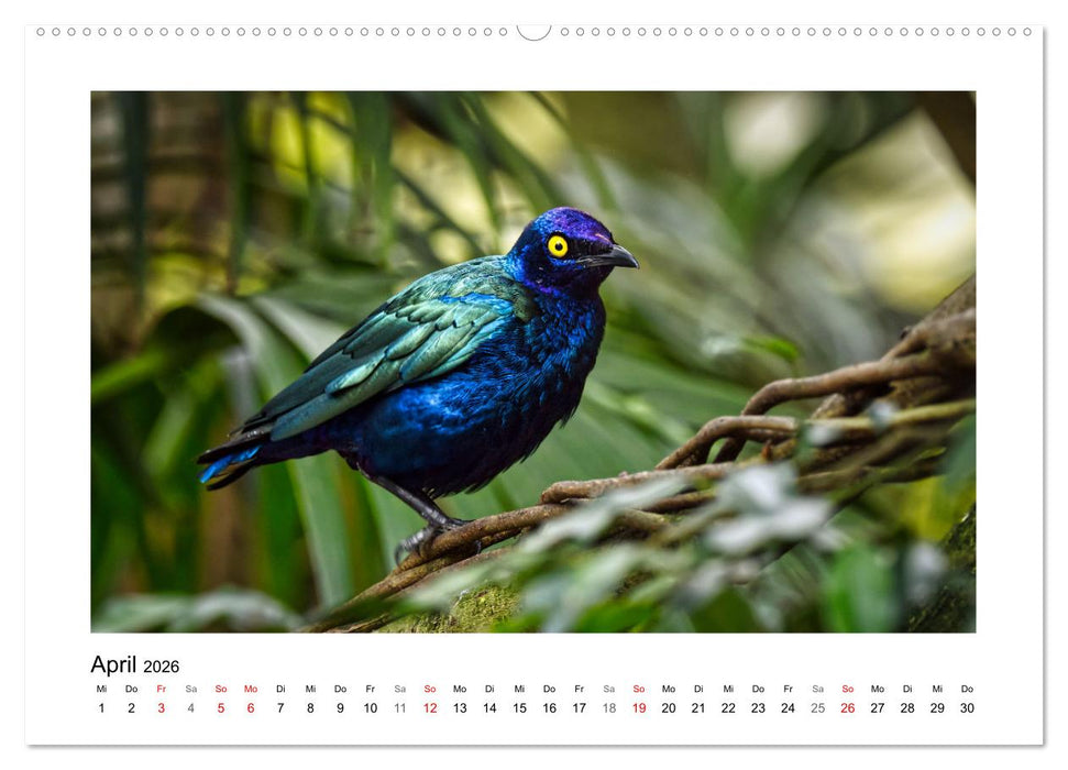 Zauberhaft und farbenfroh (CALVENDO Wandkalender 2026)