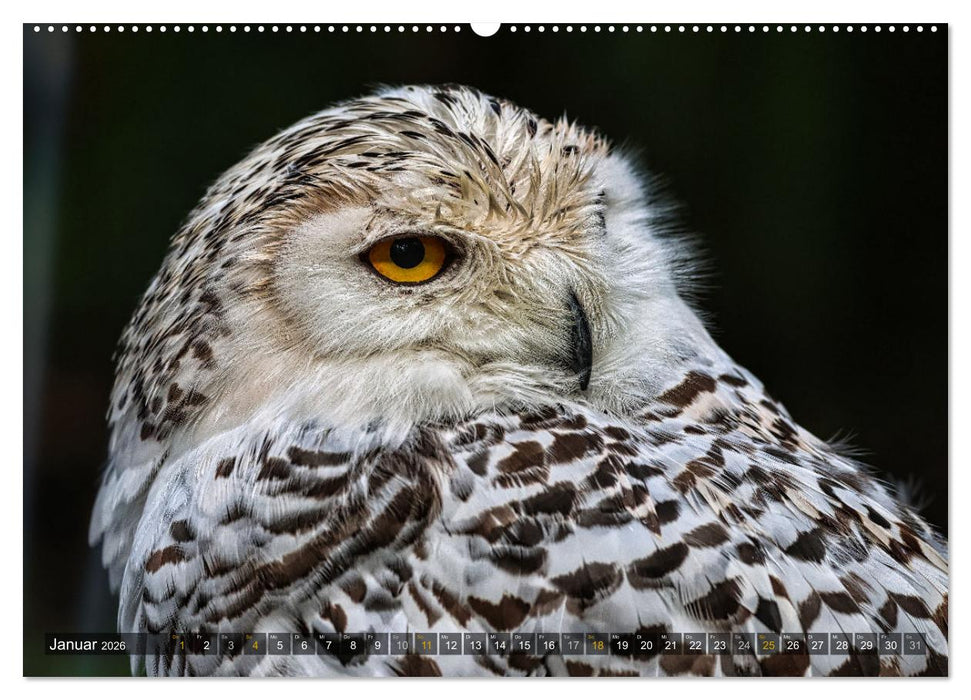 Imposante Vogelporträts (CALVENDO Premium Wandkalender 2026)