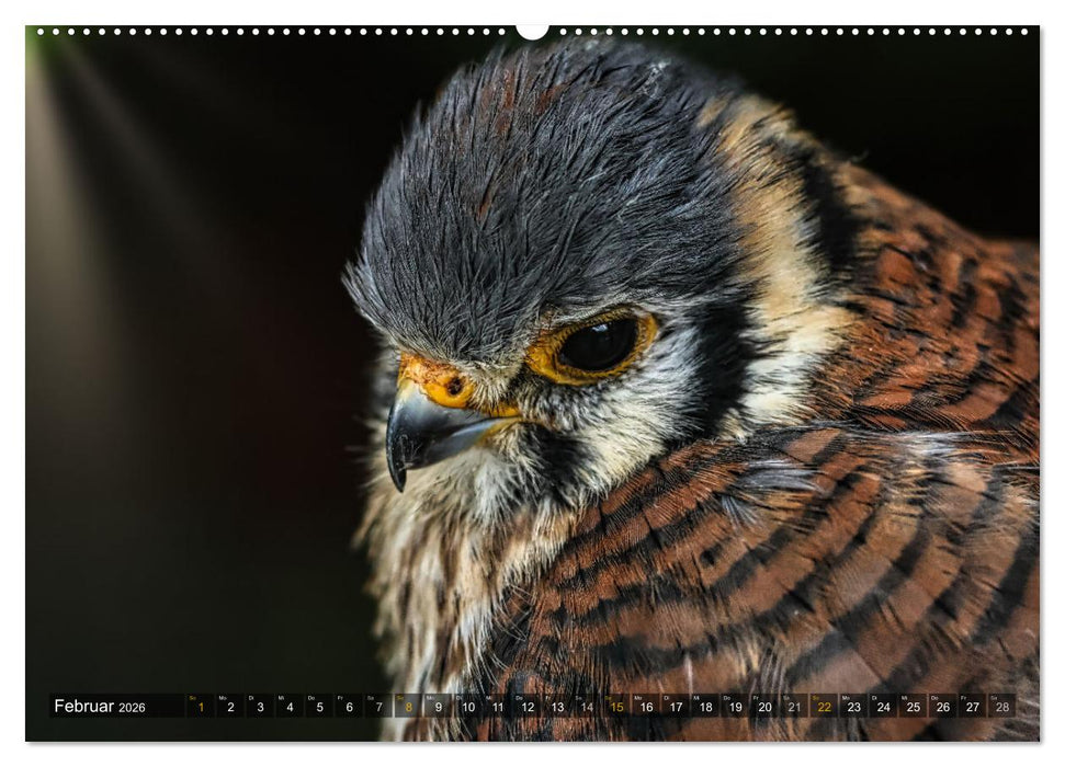Imposante Vogelporträts (CALVENDO Premium Wandkalender 2026)