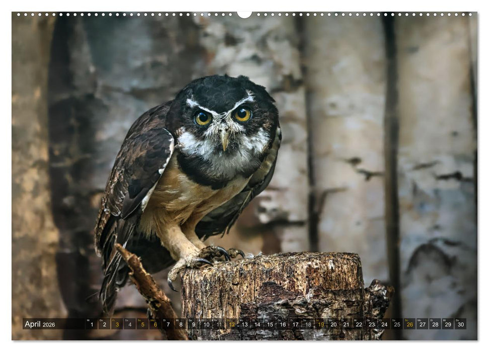 Imposante Vogelporträts (CALVENDO Premium Wandkalender 2026)