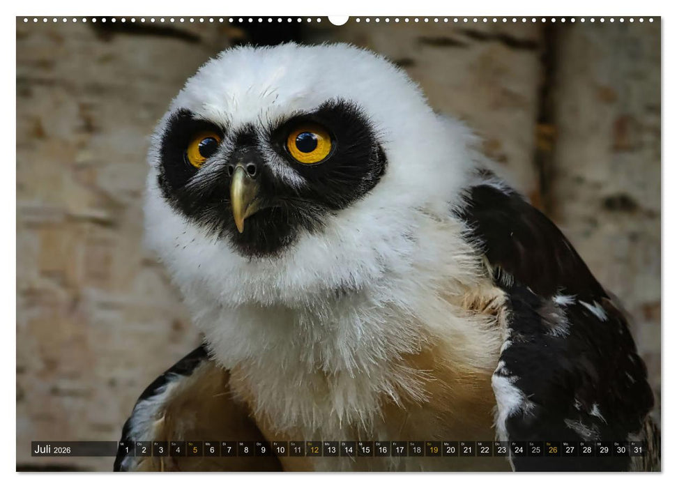 Imposante Vogelporträts (CALVENDO Premium Wandkalender 2026)