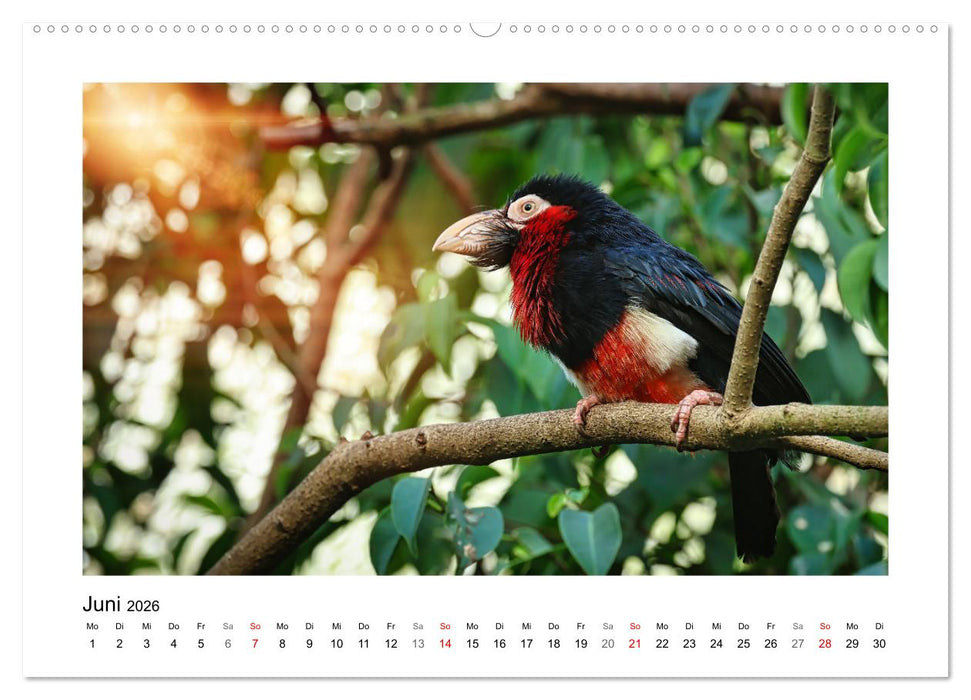 Zauberhaft und farbenfroh (CALVENDO Premium Wandkalender 2026)
