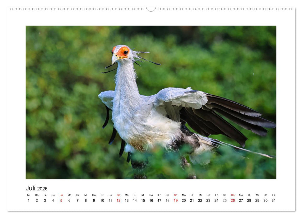 Zauberhaft und farbenfroh (CALVENDO Premium Wandkalender 2026)