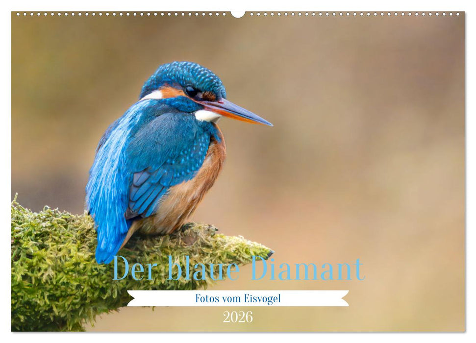 Der blaue Diamant - Fotos vom Eisvogel (CALVENDO Wandkalender 2026)