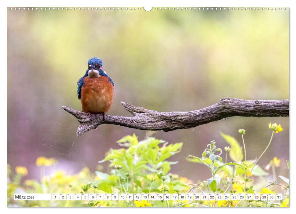 Der blaue Diamant - Fotos vom Eisvogel (CALVENDO Wandkalender 2026)