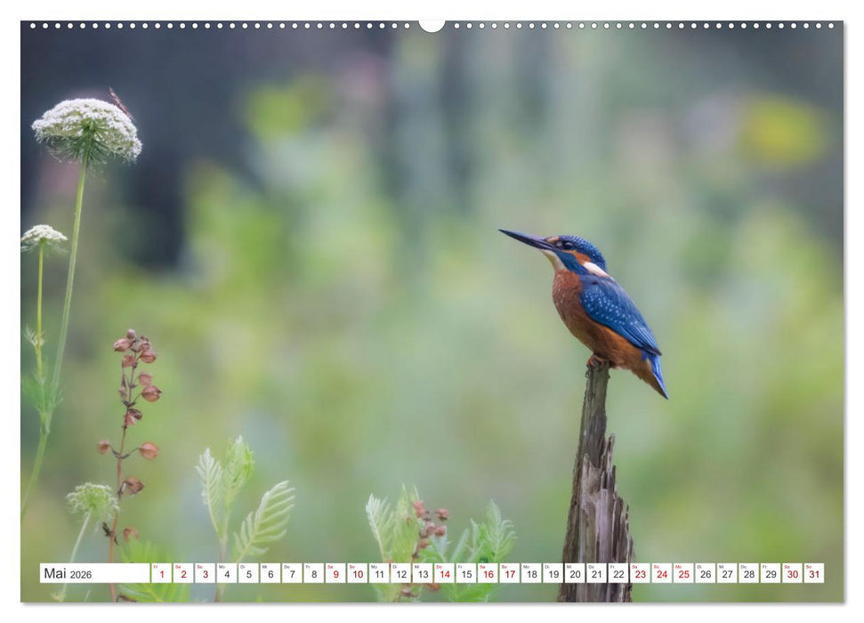 Der blaue Diamant - Fotos vom Eisvogel (CALVENDO Wandkalender 2026)