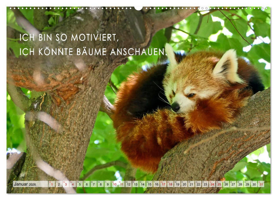 Müde, faul und arbeitsscheu (CALVENDO Wandkalender 2026)