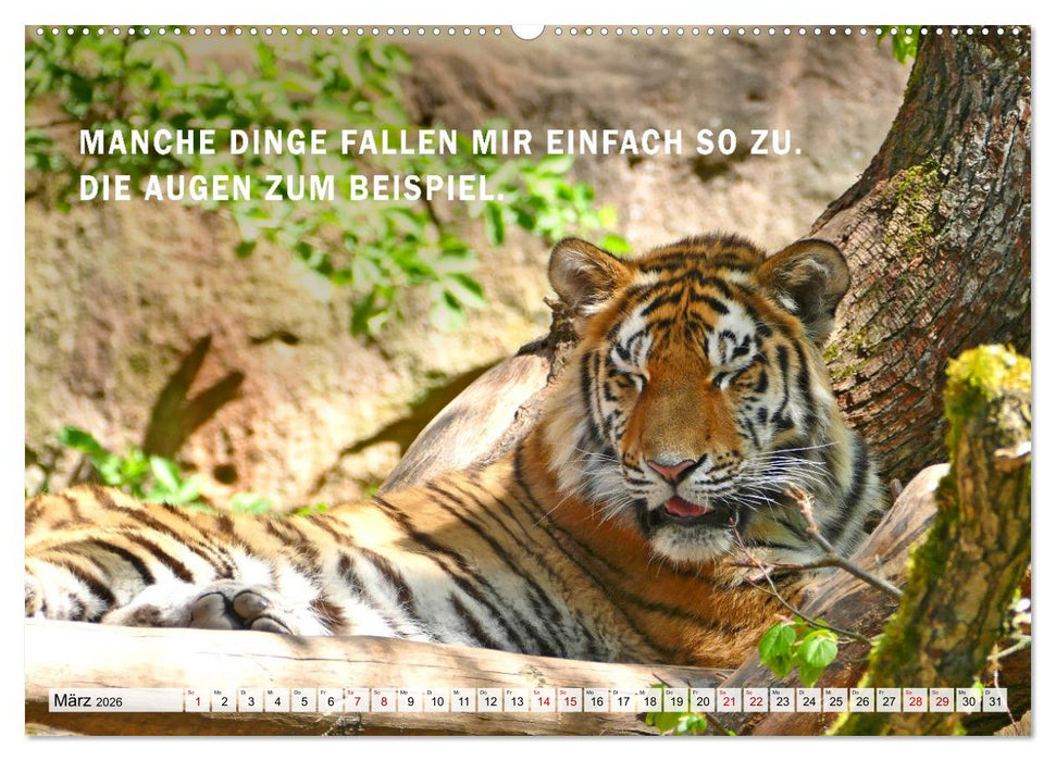 Müde, faul und arbeitsscheu (CALVENDO Wandkalender 2026)