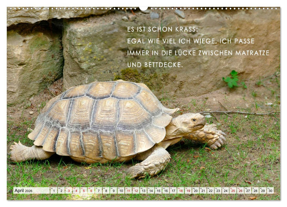 Müde, faul und arbeitsscheu (CALVENDO Wandkalender 2026)