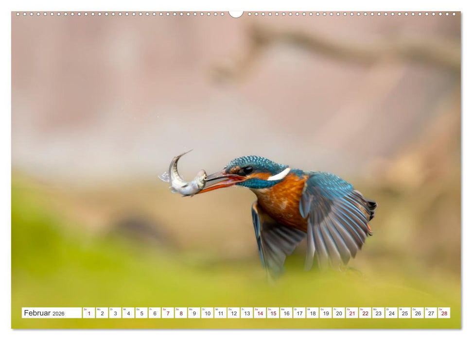 Der blaue Diamant - Fotos vom Eisvogel (CALVENDO Premium Wandkalender 2026)