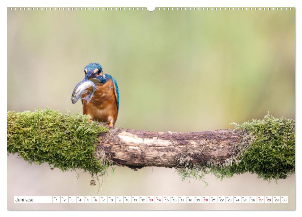Der blaue Diamant - Fotos vom Eisvogel (CALVENDO Premium Wandkalender 2026)