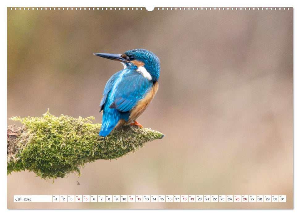 Der blaue Diamant - Fotos vom Eisvogel (CALVENDO Premium Wandkalender 2026)